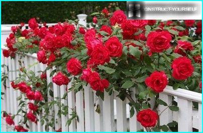 Decorated with roses decorative fence