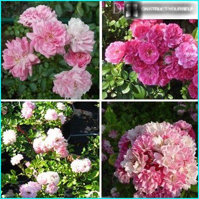 Beautiful varieties of roses Ramblers