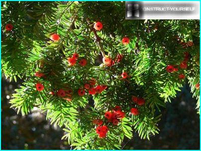 Thuja con frutti di bosco