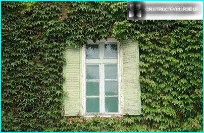 The walls of the house are covered with carpet of ivy