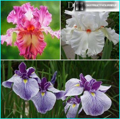 Exquis beaux iris