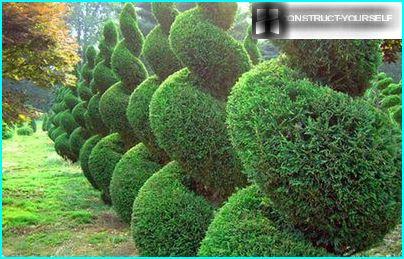 Conifer hedge