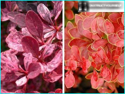 Ornamental varieties of Berberis