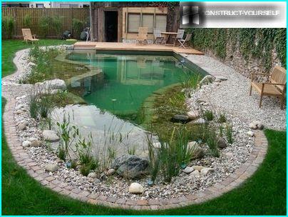 Plantation de céréales près d'un réservoir dans la région