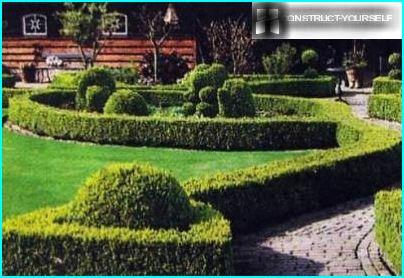 Buxus