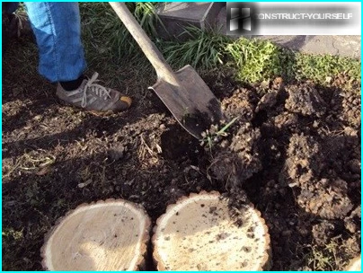 Übersicht über die besten Arten und dekorativen Fichtensorten für den Gartenbau