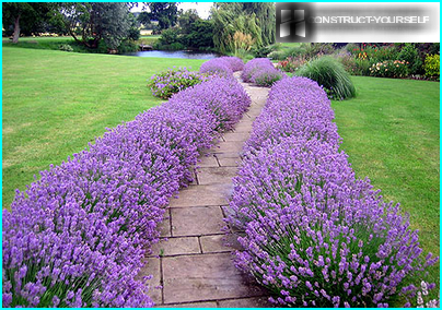 Rahmen eines Gartenweges von Lavendelbüschen