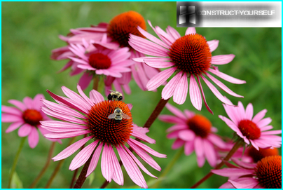 Echinacea no campo ensolarado