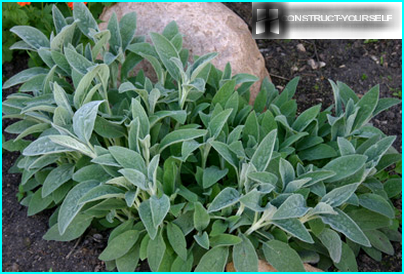 Byzantine Stachys in the garden