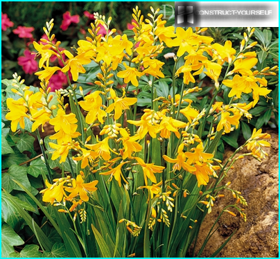 Crocosmia de beauté lumineuse