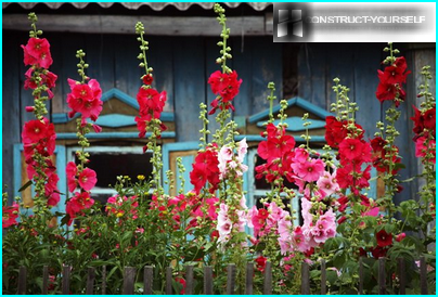 Plantes résistantes à la sécheresse pour le jardin: choisissez les plus belles variétés