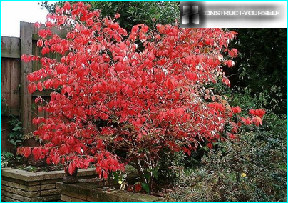 Euonymus en el otoño