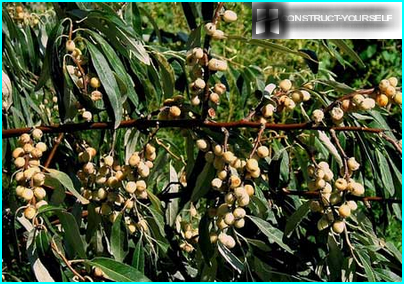 Branches with the fruits of Elaeagnus silver