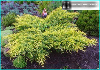 Juniper i blommaträdgården