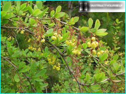Barberry canadian