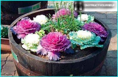 Decorative cabbage in a barrel