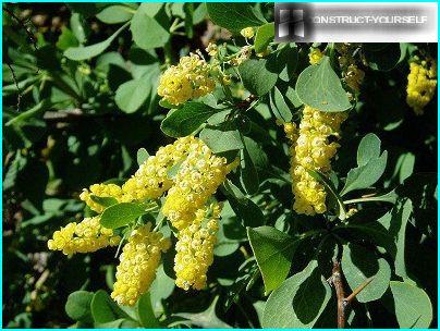 Barberry entire
