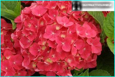 Large-leaved hydrangea