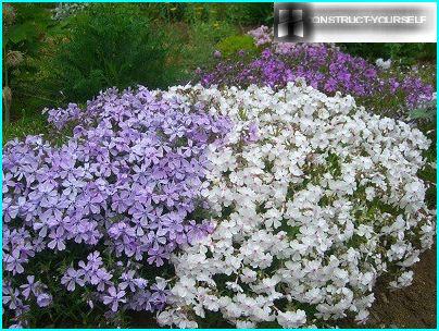 Phlox Ahle