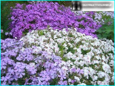 Phlox di Stolononosny