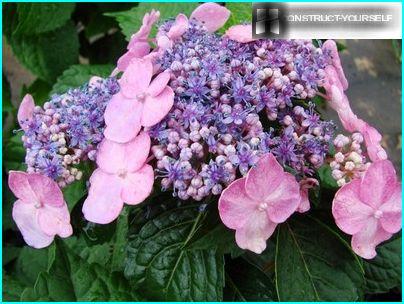 Different flowers in the inflorescence