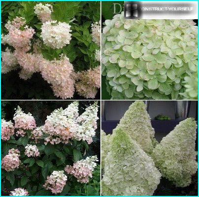 Panicled Hydrangea Part 1