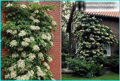 Petiolate species of hydrangea