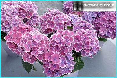 Large-leaved hydrangea