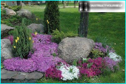 Phlox verjonging