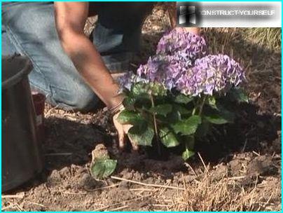 Kevään istutus hydrangea