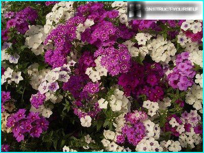 Phlox d'alimentazione