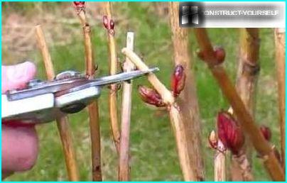 Pruning hydrangeas