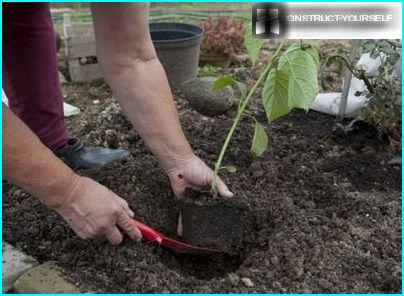 Cuttings of hydrangea