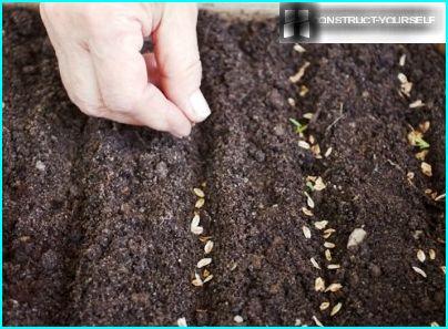 Plantar semillas de abeto azul