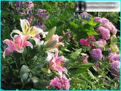 Lirios con hortensias y phlox