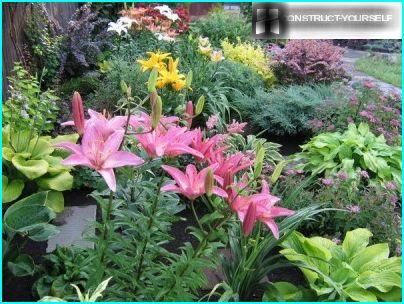 Lilies, surrounded by shrubs and evergreen plants