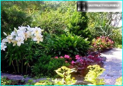 Photophilous flower bed with lilies