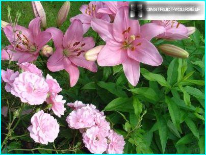 Lys et roses dans le parterre de fleurs