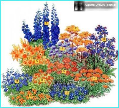 Smuk blomsterbed med liljer i lilla-orange toner