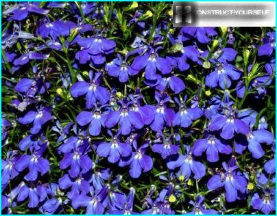 Blommande lobelia