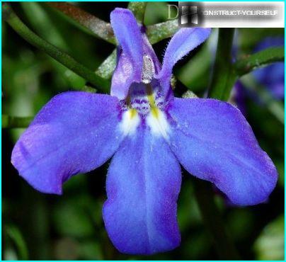 Fleur de Lobelia bleu