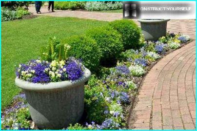 Lobelia i en dekorativ blomsterpotte på en blomsterbed