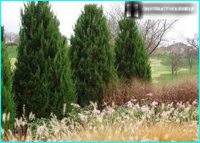 Junipers ใน rockeries