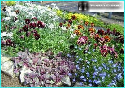 Lobelia sur un parterre de fleurs avec une plante grimpante, edelweiss, pensées