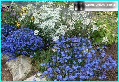 Lobelia avec edelweiss dans le parterre de fleurs