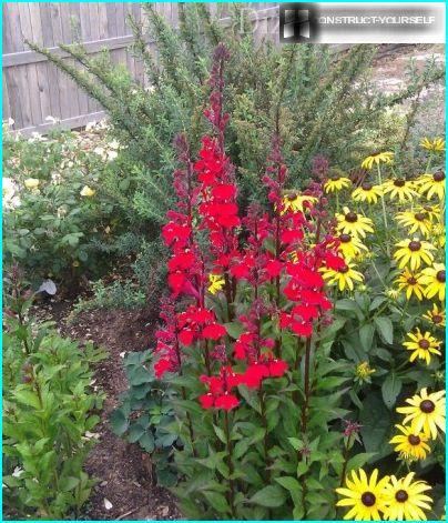 Rød lobelia i et blomsterbed med rudbeckia