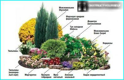 จูนิเปอร์หินและแนวนอนบนเตียงดอกไม้