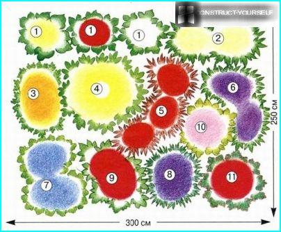 Schema di un letto di fiori con lobelia rosso