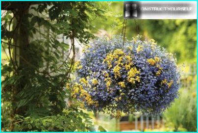 Lobelia bleu dans un panier suspendu