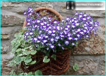 Jardinières en osier avec lobelia